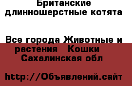 Британские длинношерстные котята - Все города Животные и растения » Кошки   . Сахалинская обл.